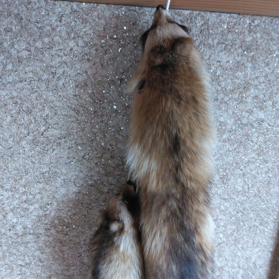 タヌキ剥製　ラクーンドック 毛皮　 小型　マフラー　リアルファー
