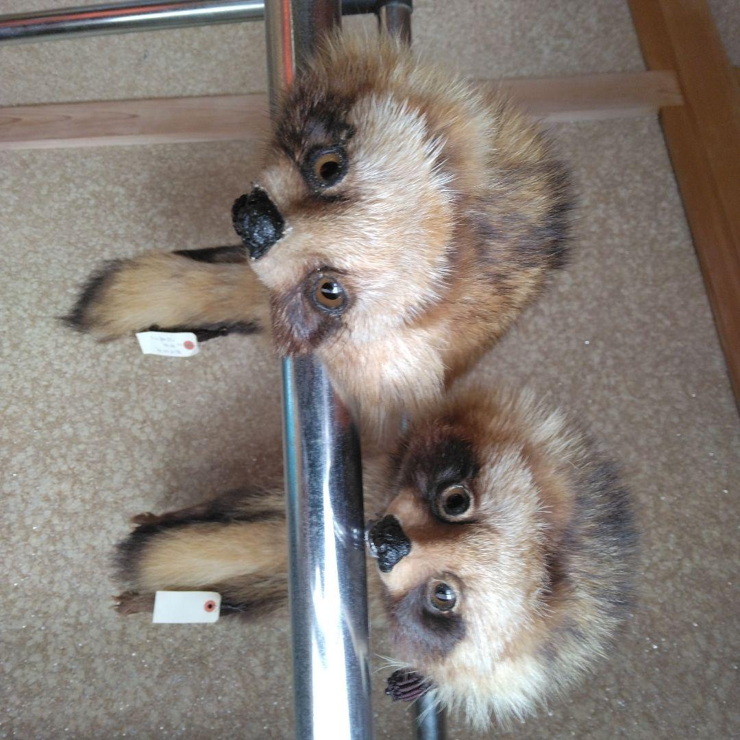 タヌキ剥製　ラクーンドック 毛皮　 小型　マフラー　リアルファー