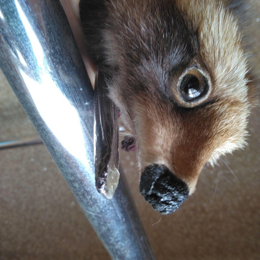 タヌキ剥製　ラクーンドック 毛皮　 小型　マフラー　リアルファー