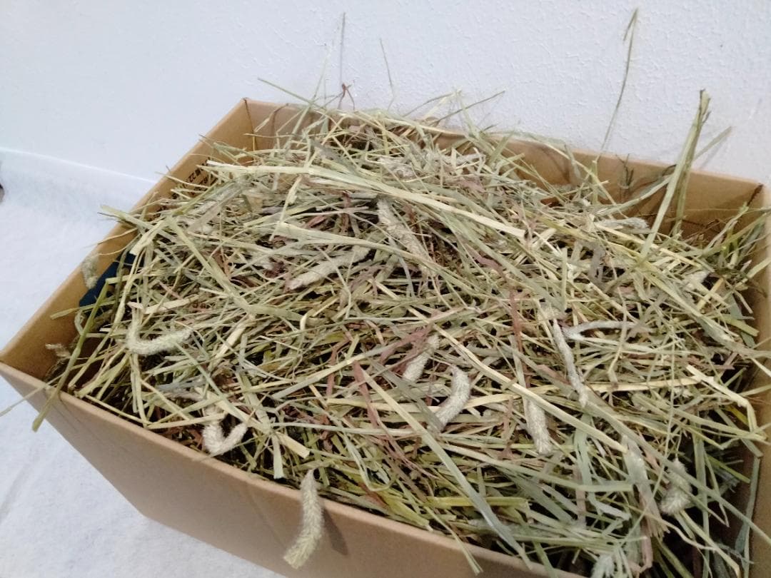 【処分価格】 カナダ産 チモシー 50kg スーパープレミアム １番刈り