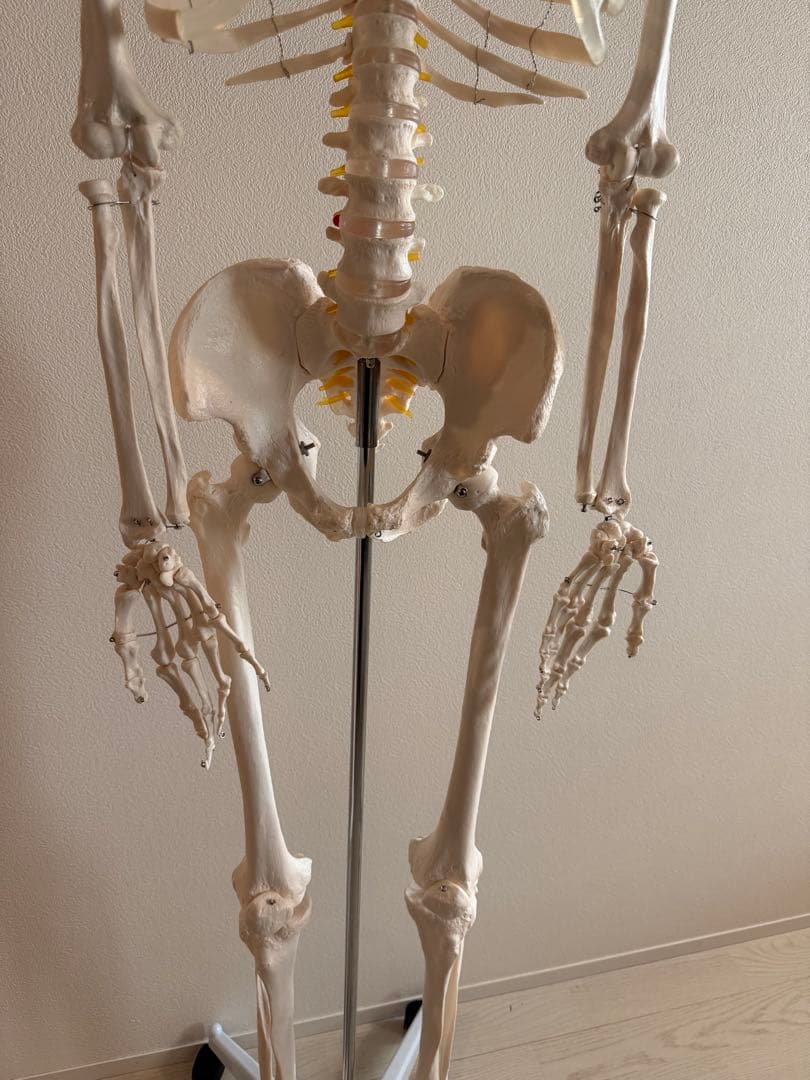 170cm 人体模型 可動関節　等身大　医療用