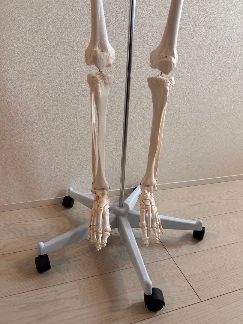 170cm 人体模型 可動関節　等身大　医療用