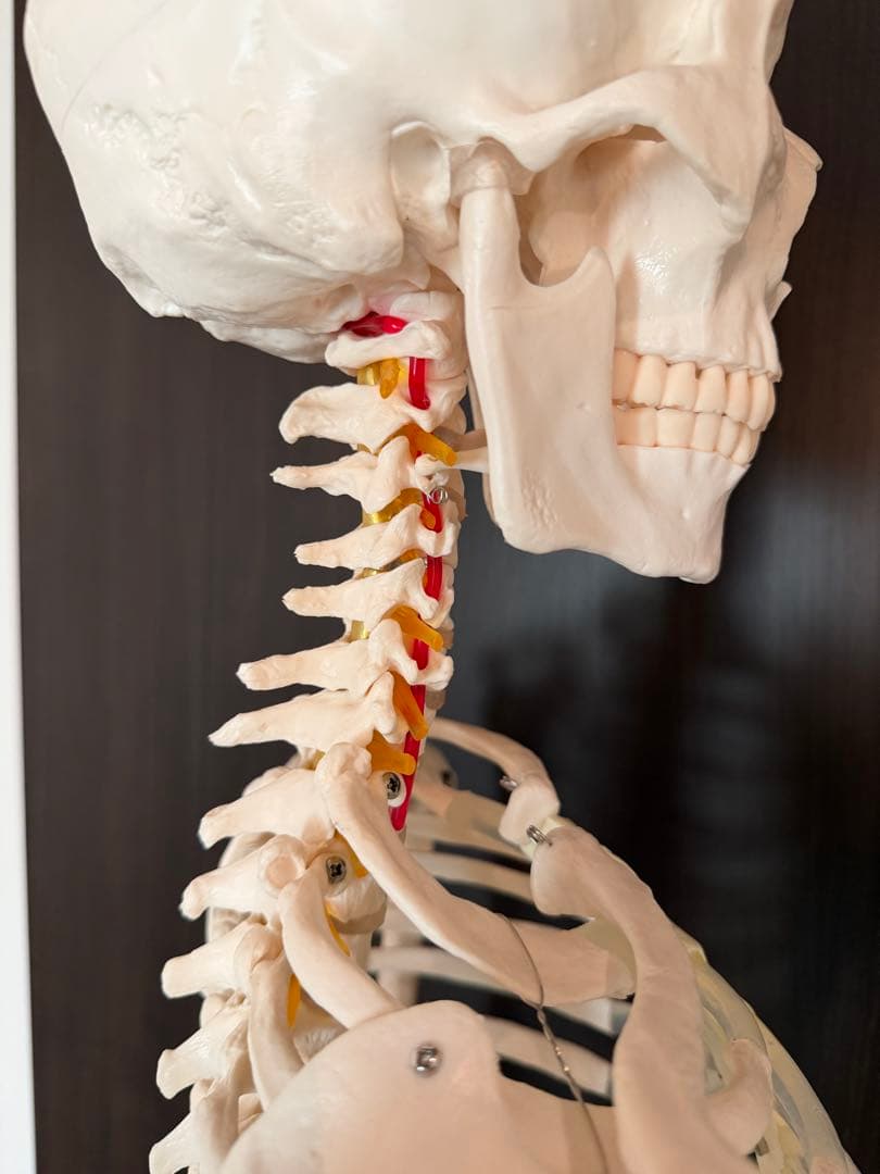 170cm 人体模型 可動関節　等身大　医療用