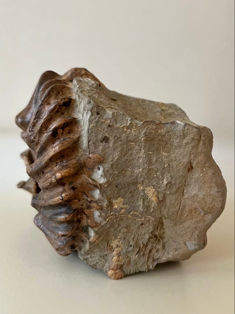 アンモナイト化石