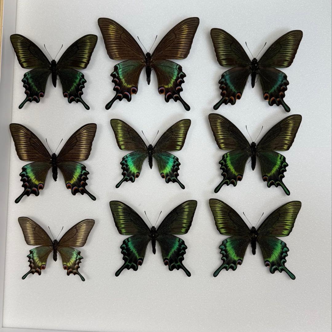 北海道産　極美品 北海道産 ミヤマカラスアゲハ