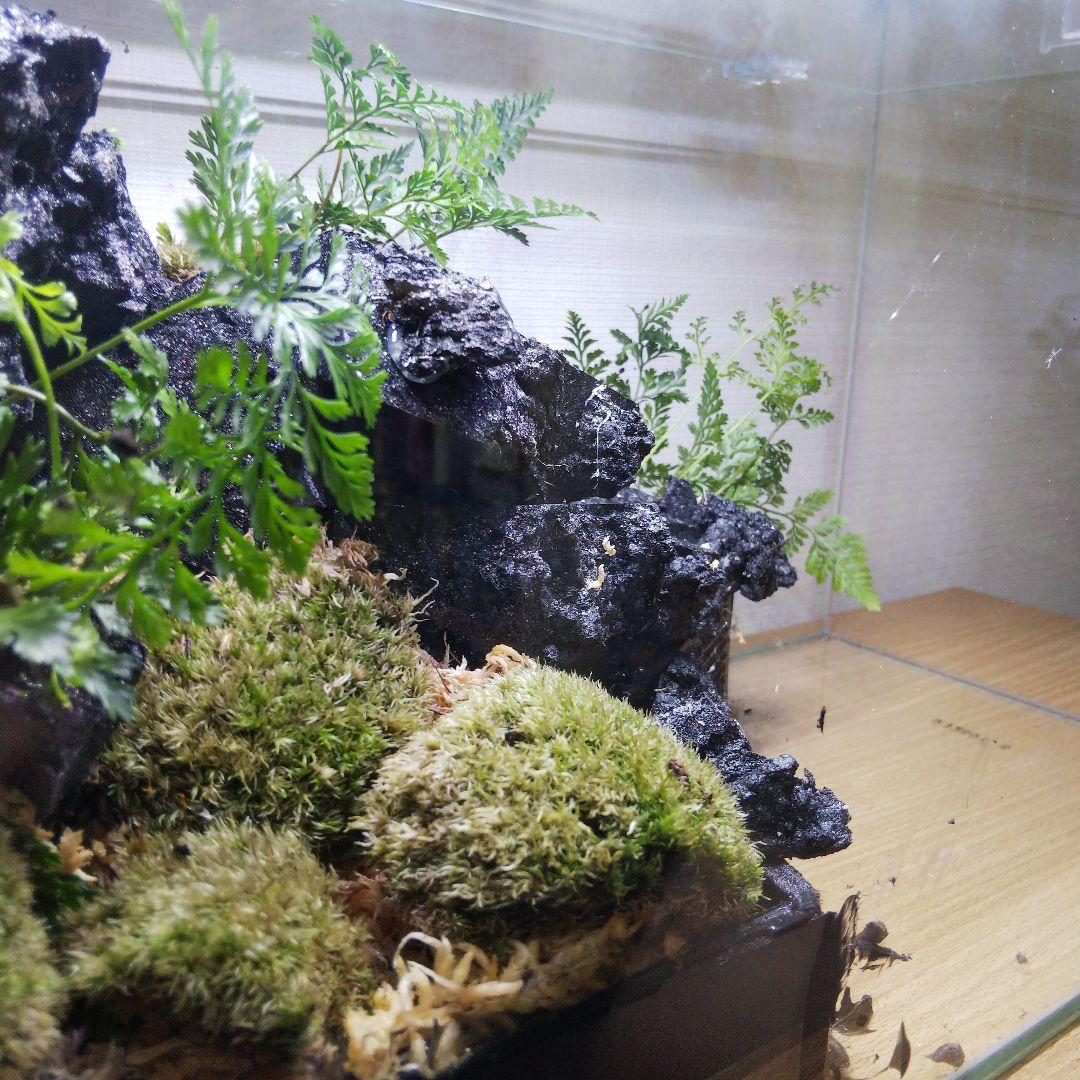 【受注生産】滝の流れるアクアテラリウム　イモリウム　苔　水槽　苔テラリウム