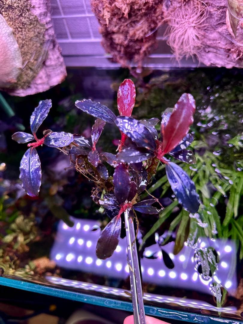 ブセファランドラｓｐ.Mysteriour Moonlight 大株