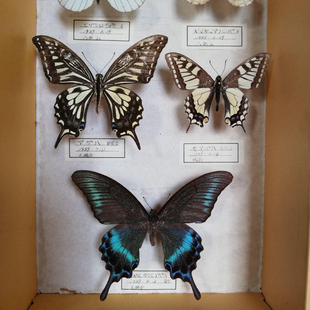 【蝶標本】北海道　7種類