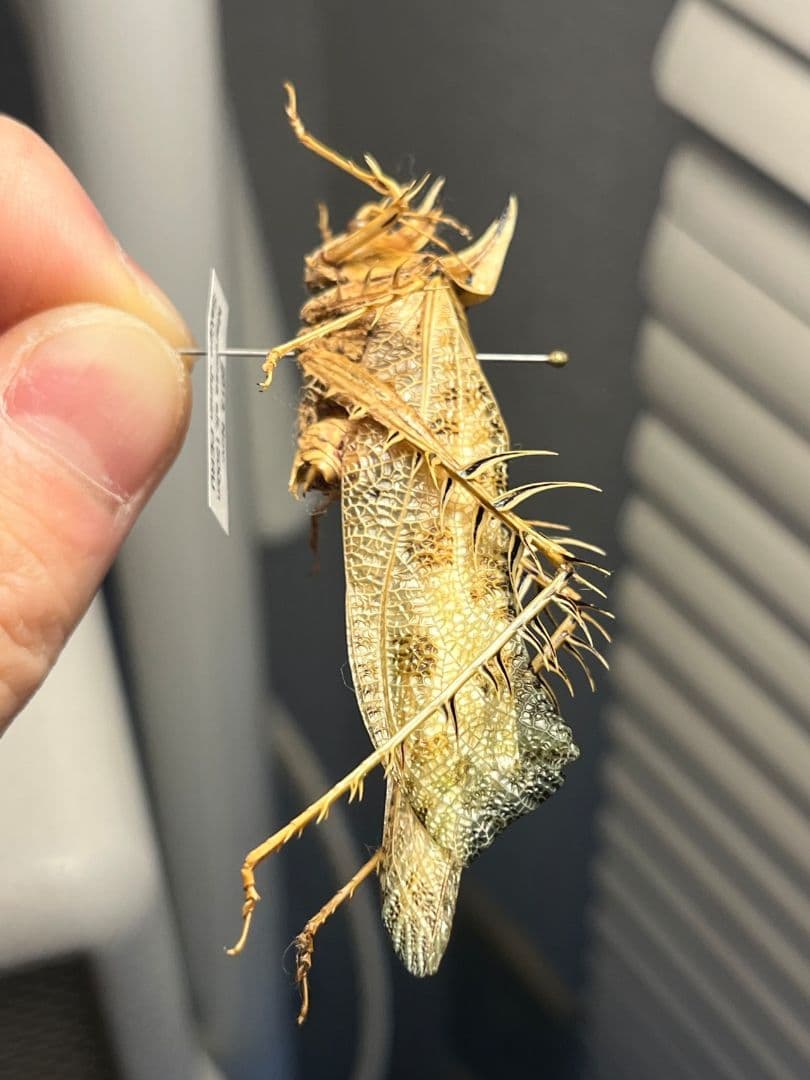 サルオガセギスキリギリスカマドウマバッタ直翅類コロギスリオックカマキリ標本