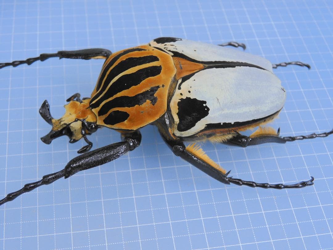 標本 Goliathus cacicus 86mm