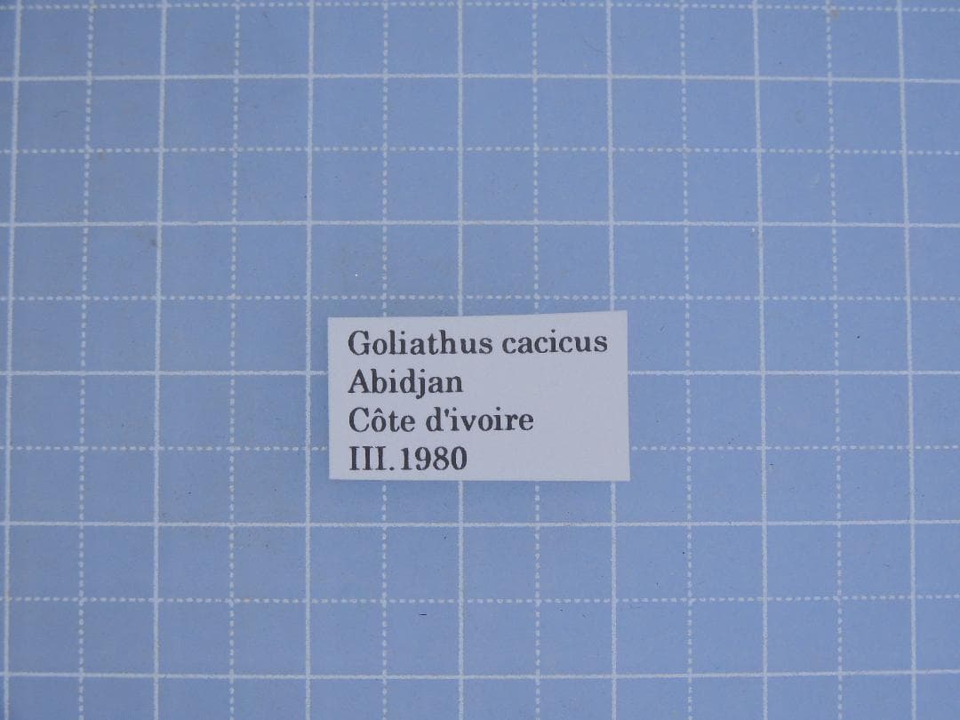 標本 Goliathus cacicus 86mm