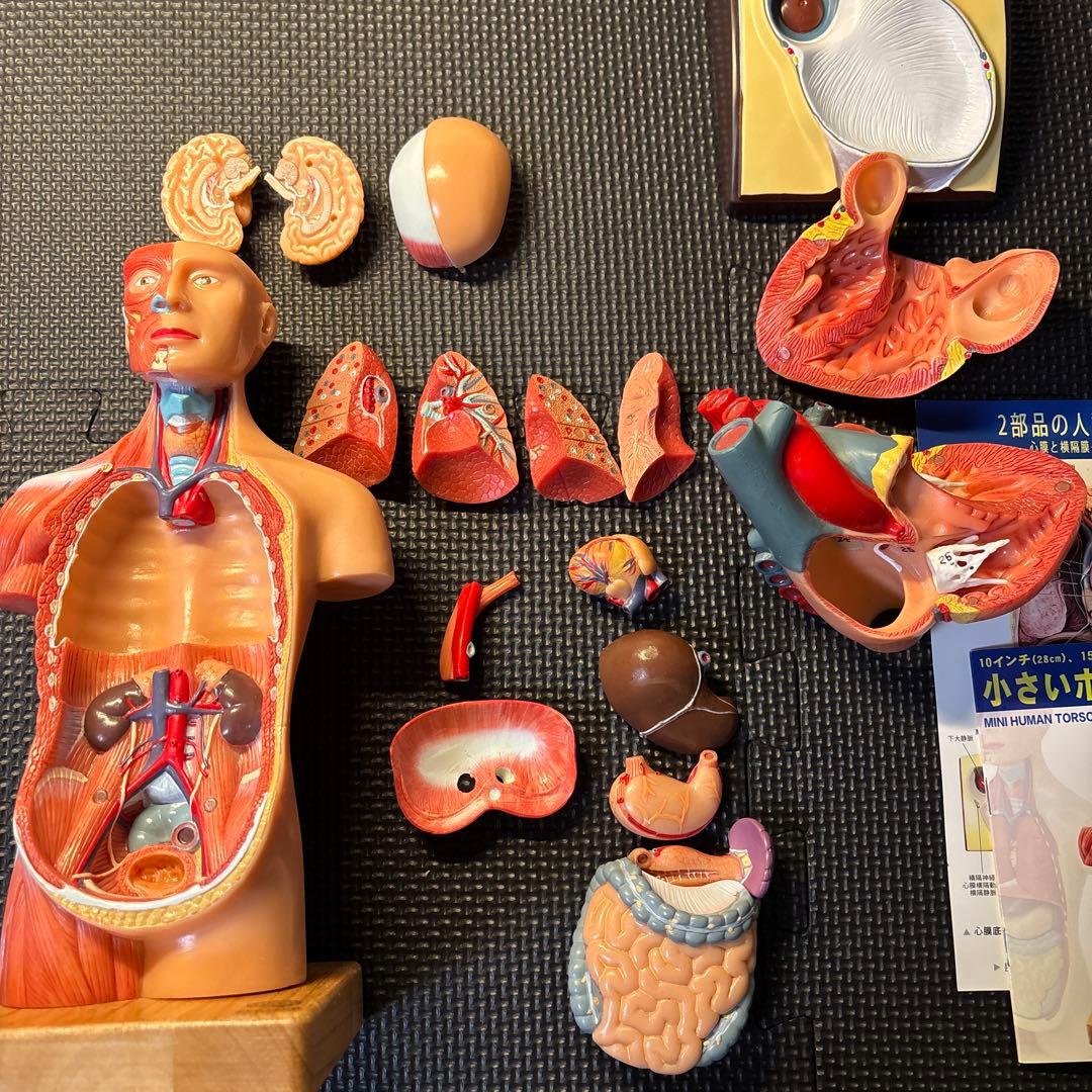 人体模型、心臓模型のセット (EVOTECH SCIENTIFIC)