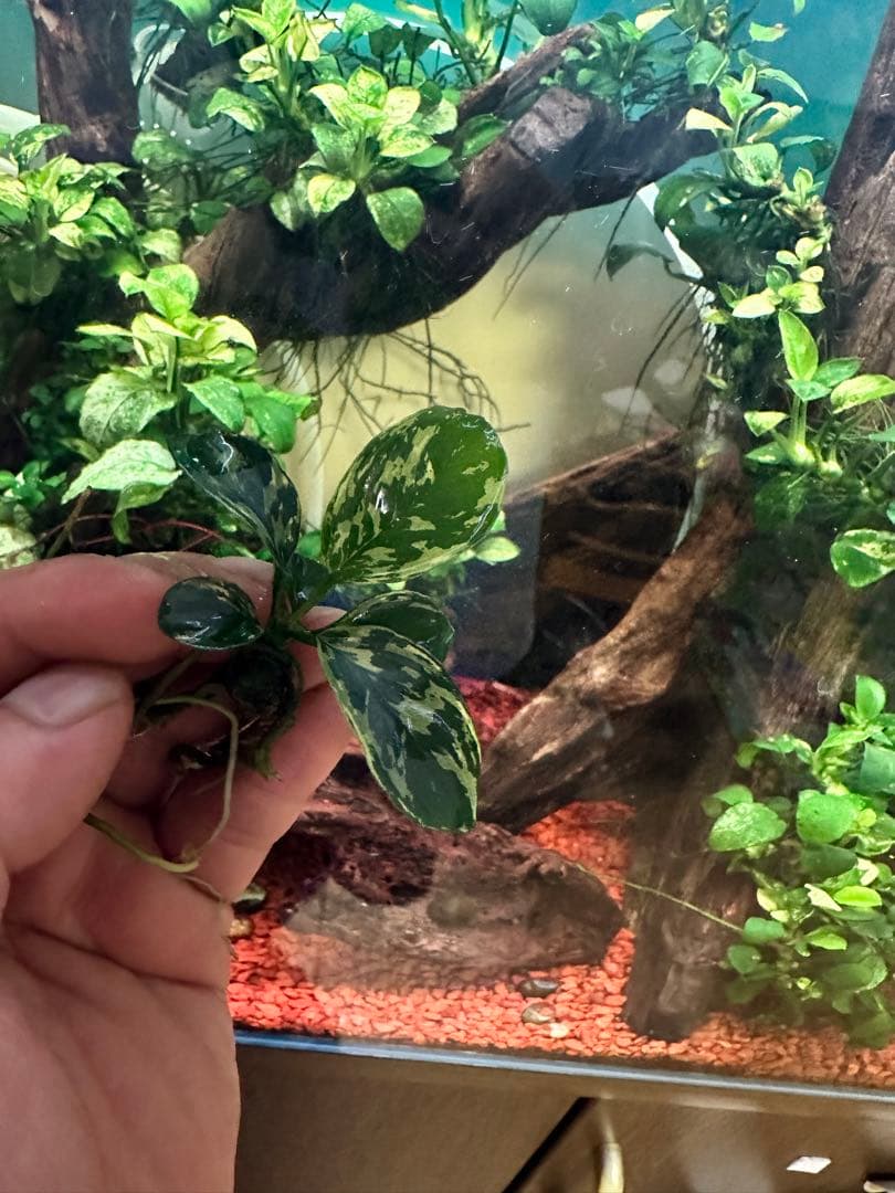 アヌビアスナナ　斑入りキング　5株