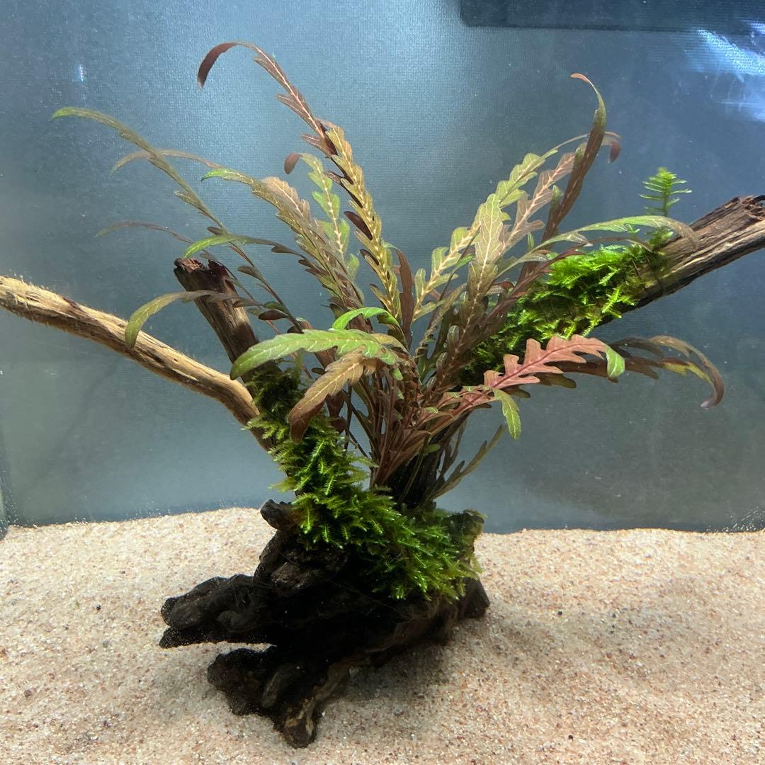 【第四種郵便】ジャイアント南米モス活着ティア付流木12cmとピンナ流木