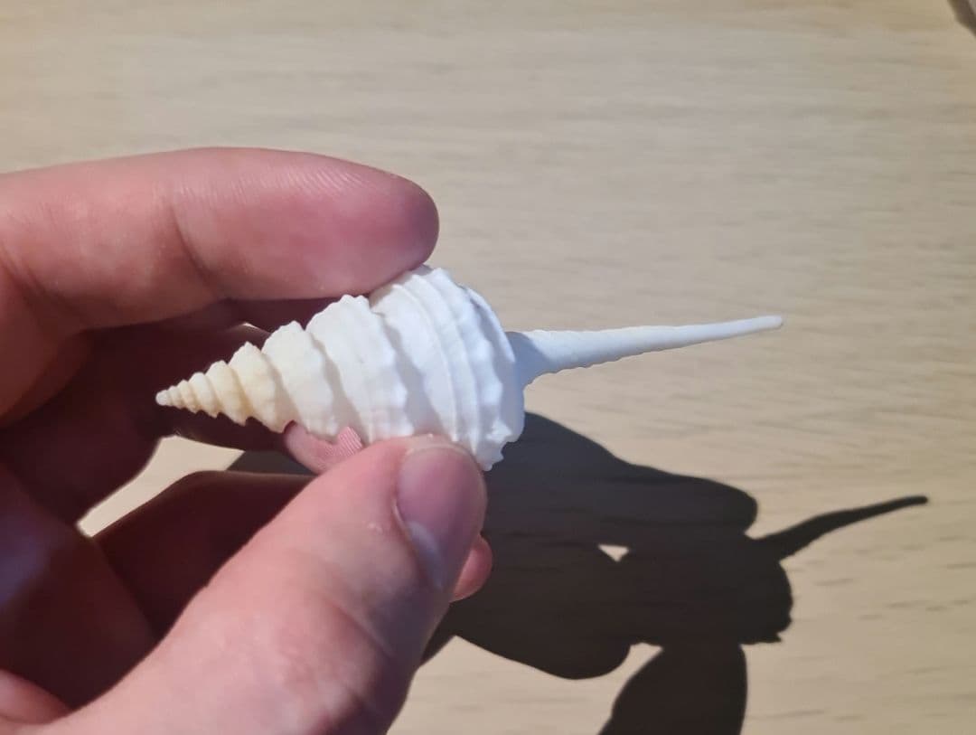 貝殻 Coluzea Juliae