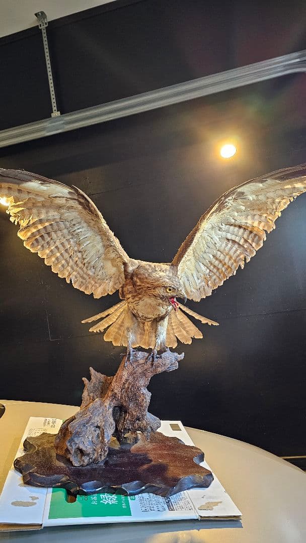 タカ　剥製　美品