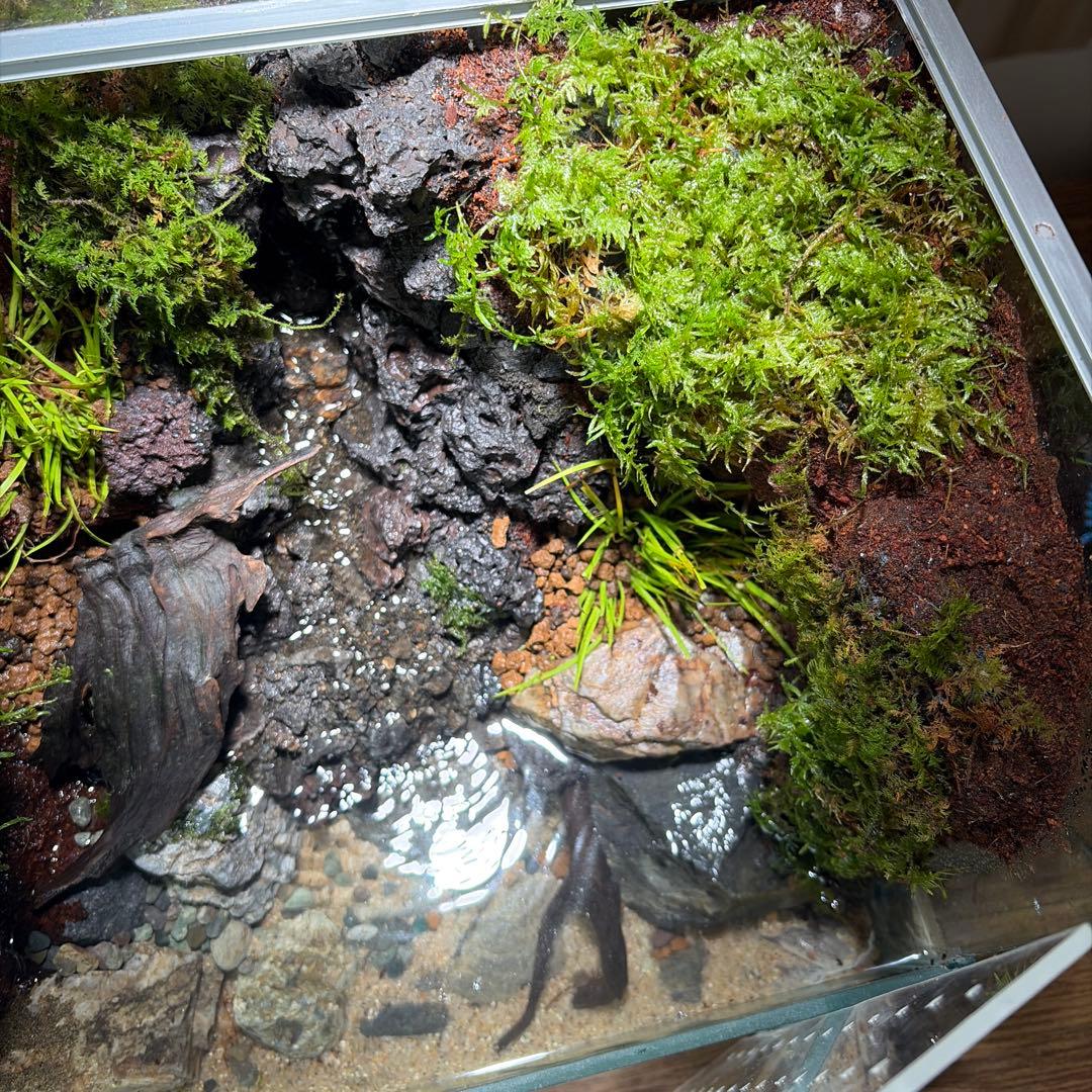 沢のあるアクアテラリウム