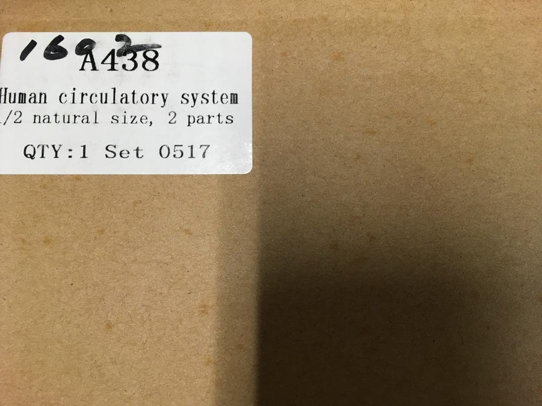 人体模型 循環系血管モデル 1/2サイズ 2パーツ