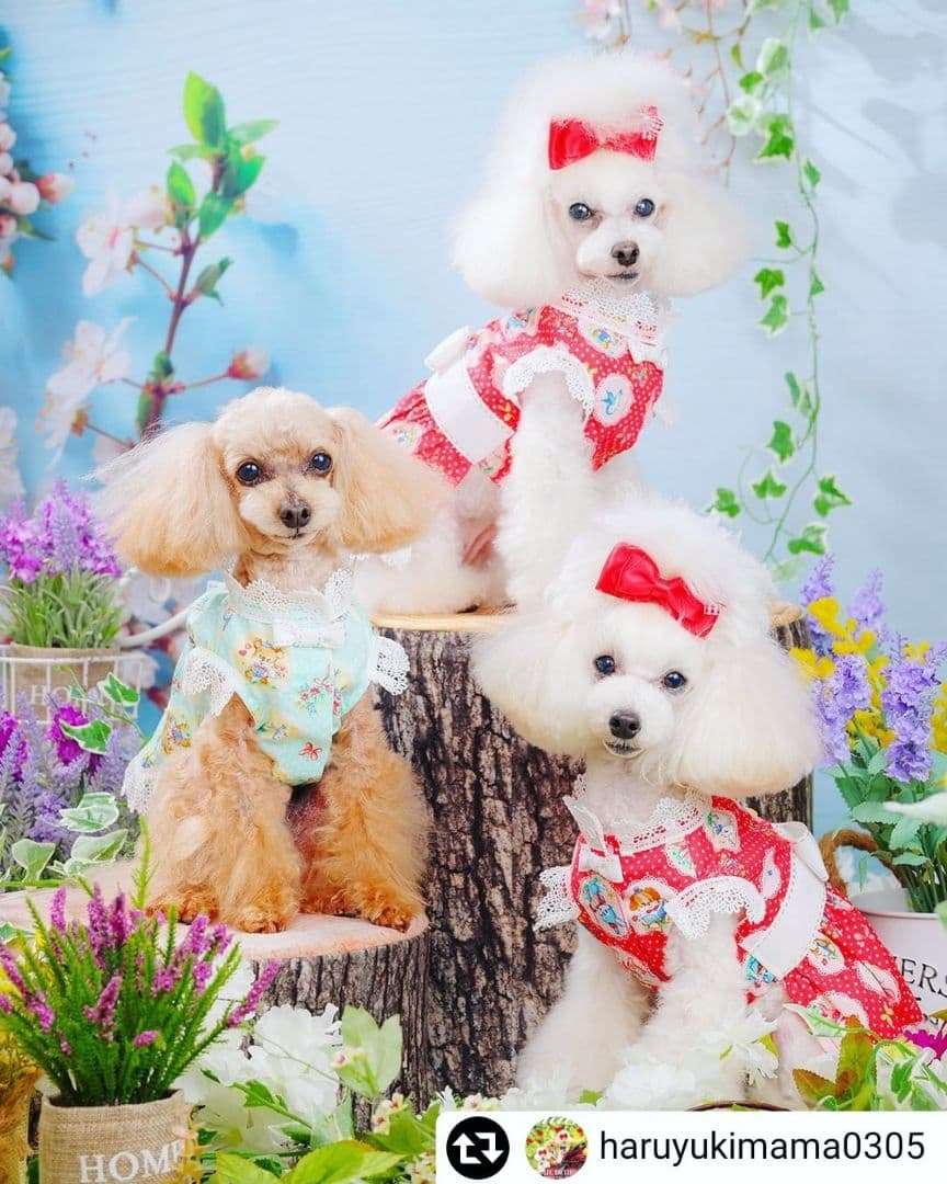 背景布【ハートO】サンプル　ペット撮影用フォトブース　バレンタインデー　縦長