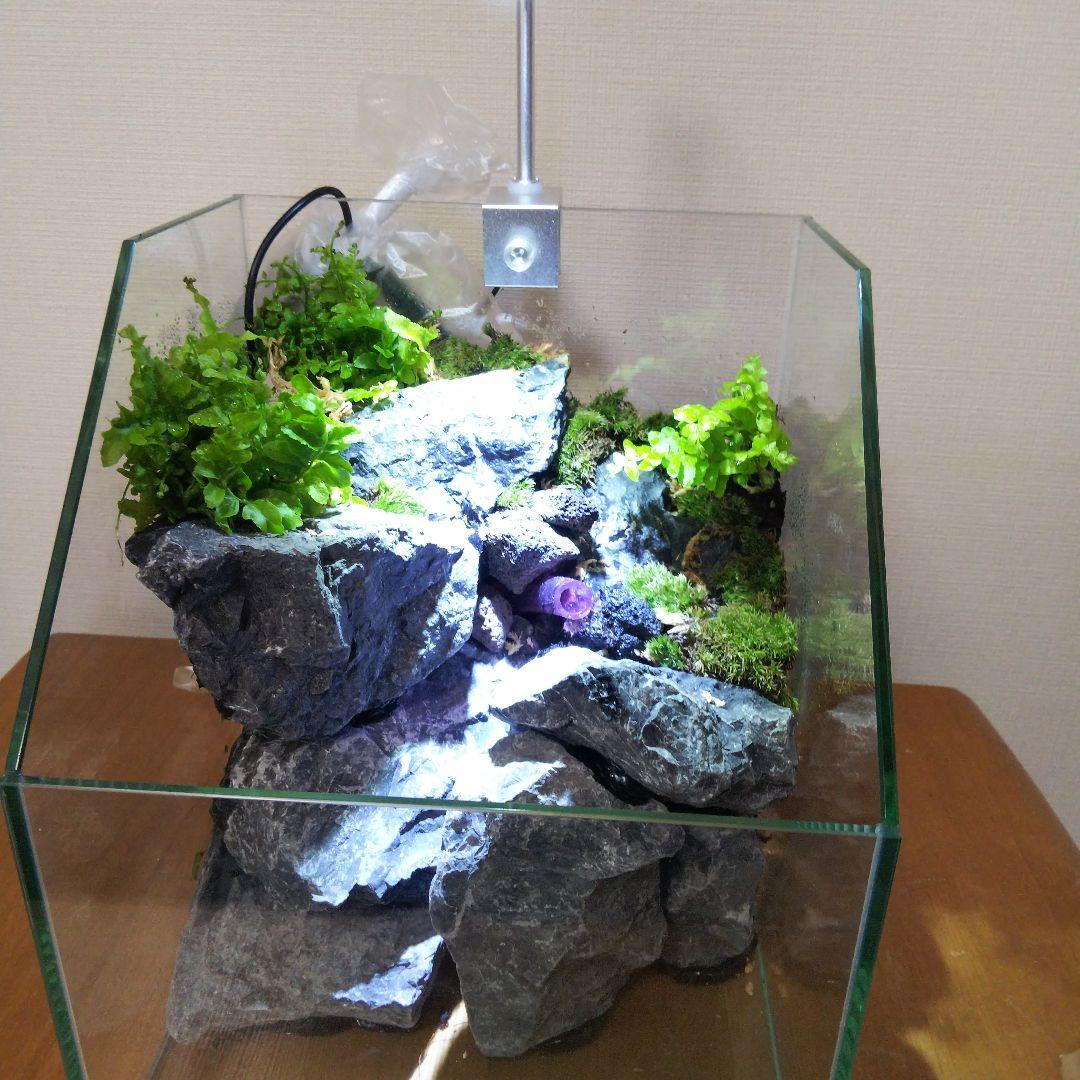 【完成品】 苔テラリウム 苔ボトル ホソバオキナゴケ　アクアテラリウム