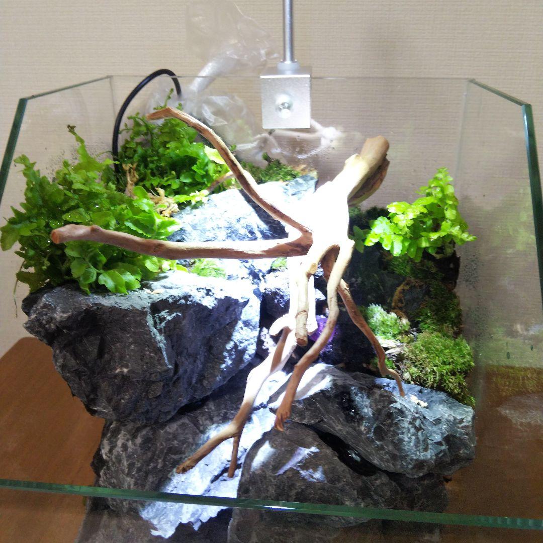 【完成品】 苔テラリウム 苔ボトル ホソバオキナゴケ　アクアテラリウム