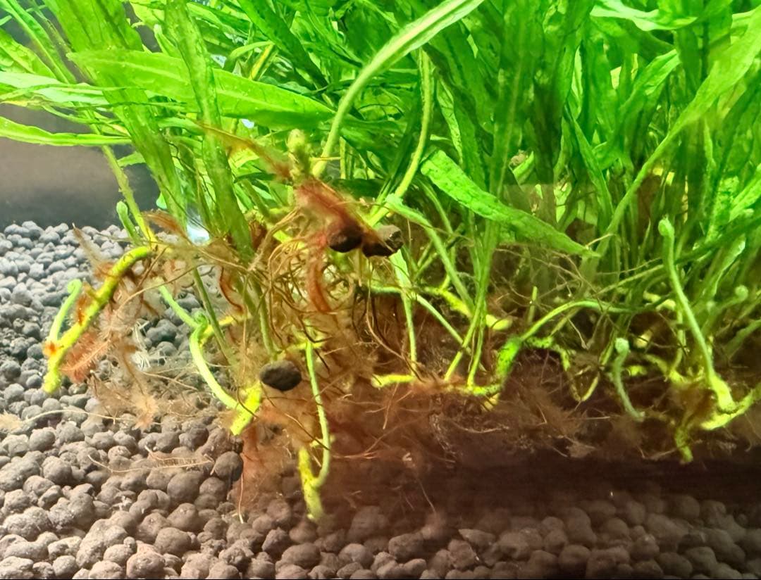 ミクロソリウム　ナローリーフ　超大株