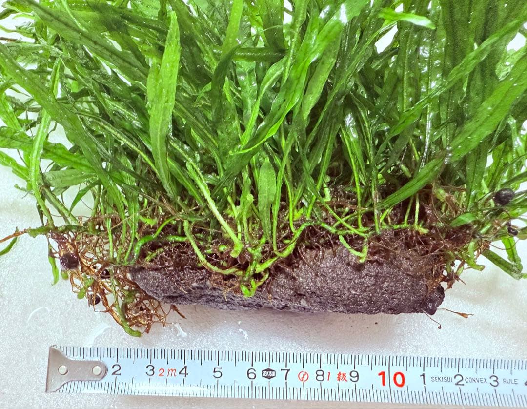 ミクロソリウム　ナローリーフ　超大株