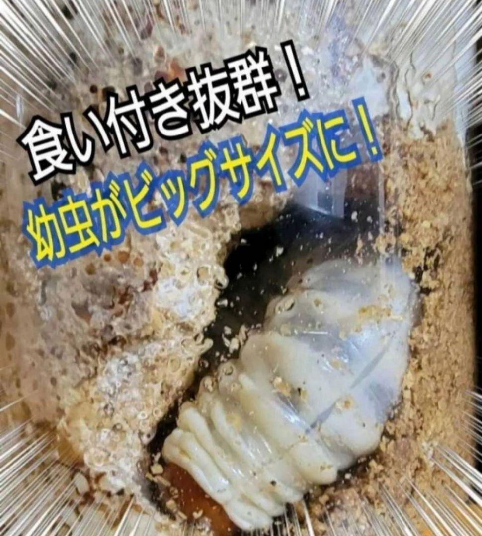 ニジイロクワガタにお薦め！黒アワビタケ菌糸瓶【８本】オオクワ、ヒラタ、ノコギリに