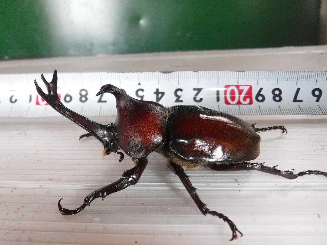 カブト虫マット：発酵熟成竹②：成虫・幼虫飼育用：１０００ℓ