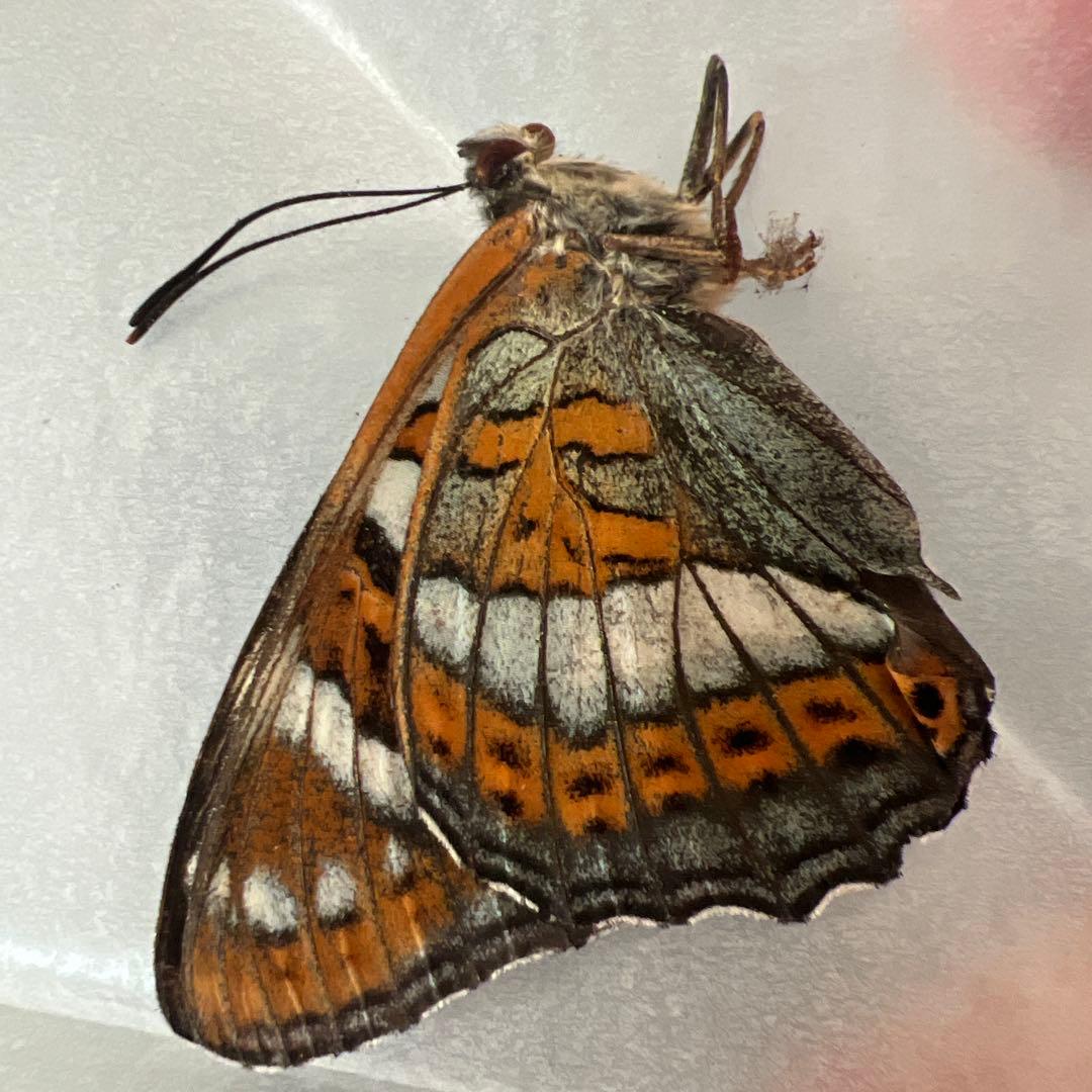 オオイチモンジチョウ　モンゴル産10頭セット売り