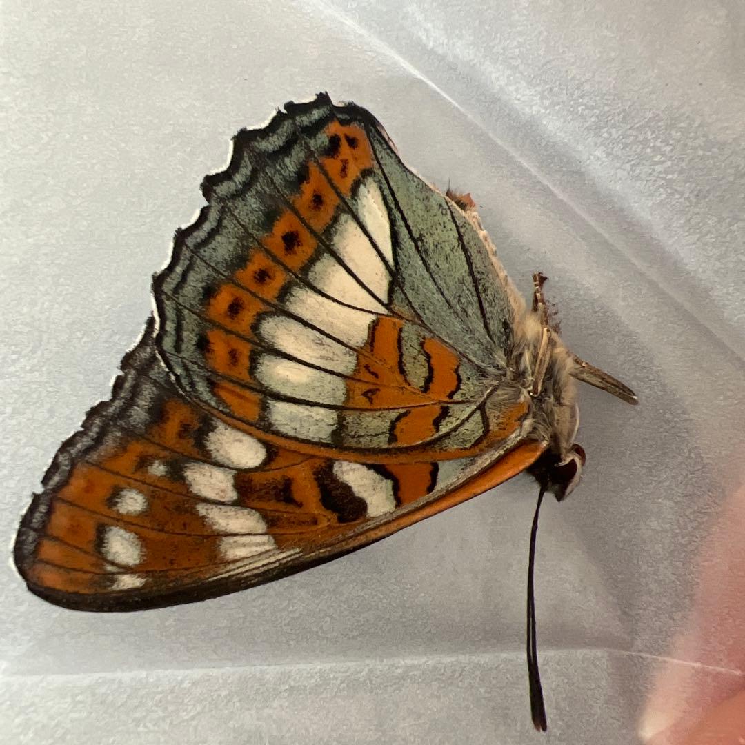 オオイチモンジチョウ　モンゴル産10頭セット売り