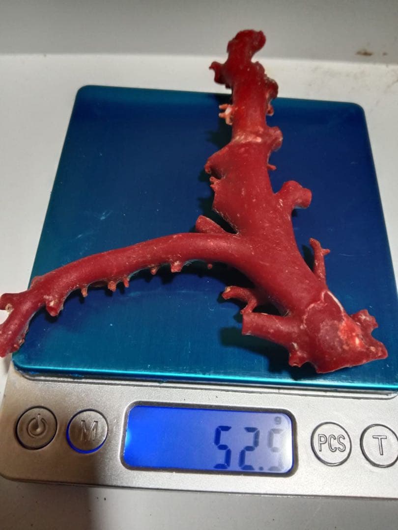 赤いさんご枝状陶芸品 52.9g