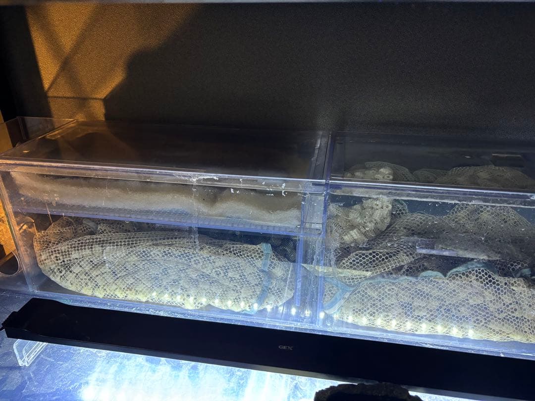 アクリル水槽　ぷぅ工房