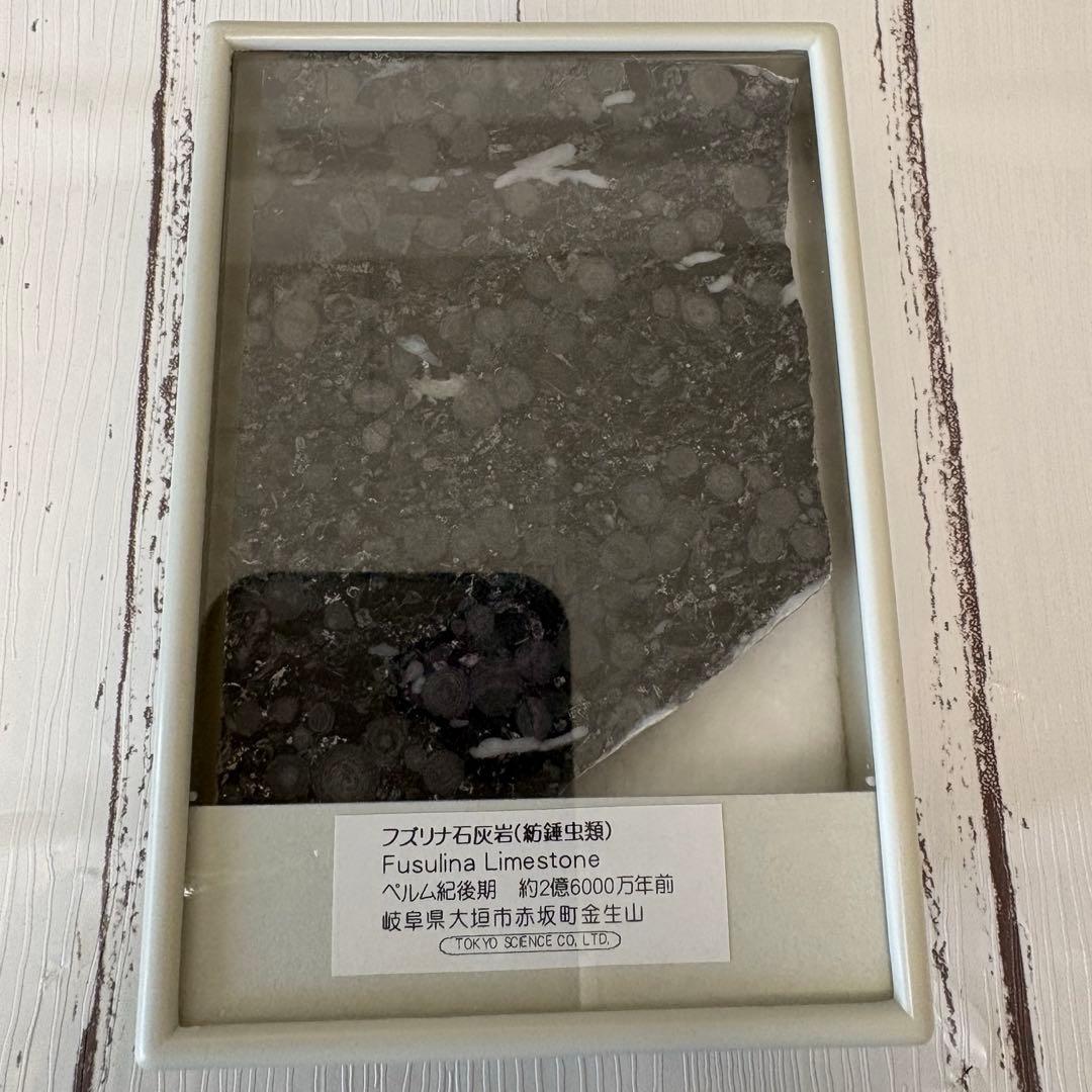 【美品】鉱物　サンゴ　化石　6点セット【総額 1万円以上】