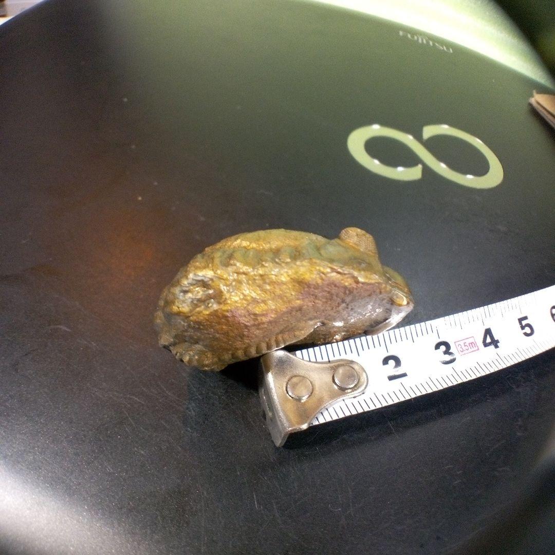 三葉虫　化石　fossil　ボリビア産　レア　Fossil管理②