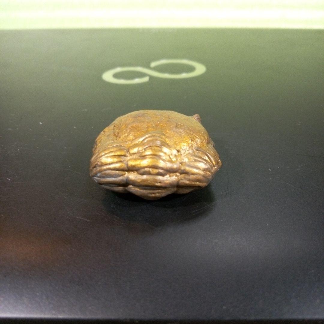 三葉虫　化石　fossil　ボリビア産　レア　Fossil管理②