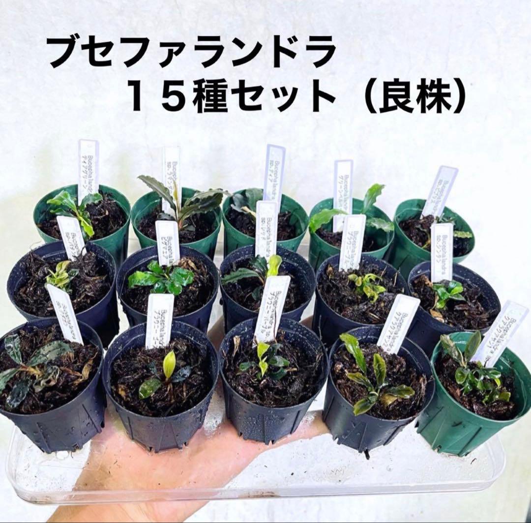 ◆特◆ブセファランドラSP.よりどり12セット（良株） #ブセさかな屋 クダカン