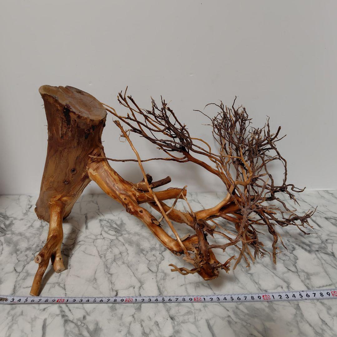 アク抜き済み流木【17】