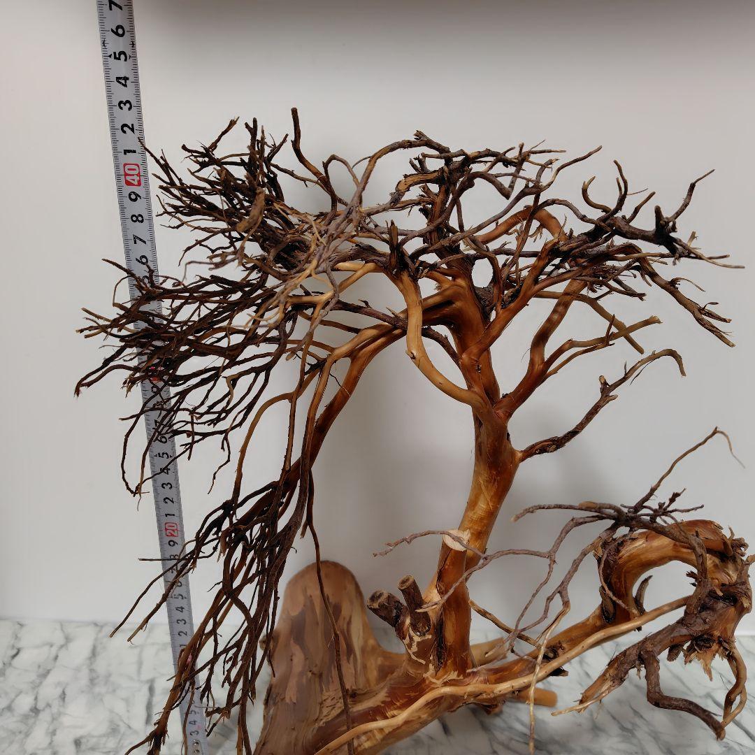 アク抜き済み流木【17】