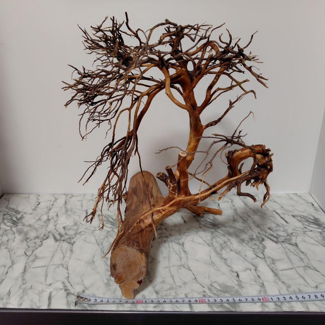 アク抜き済み流木【17】