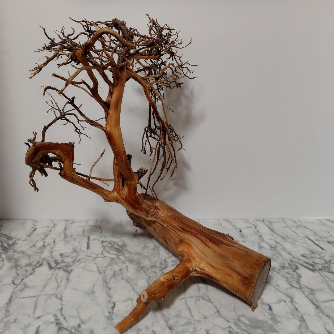 アク抜き済み流木【17】