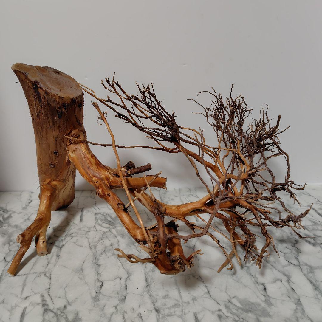 アク抜き済み流木【17】