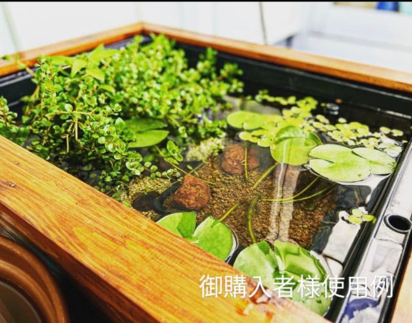 ラスト1セット　78Lタイプ ビオトープメダカ金魚飼育セット　木枠カバー