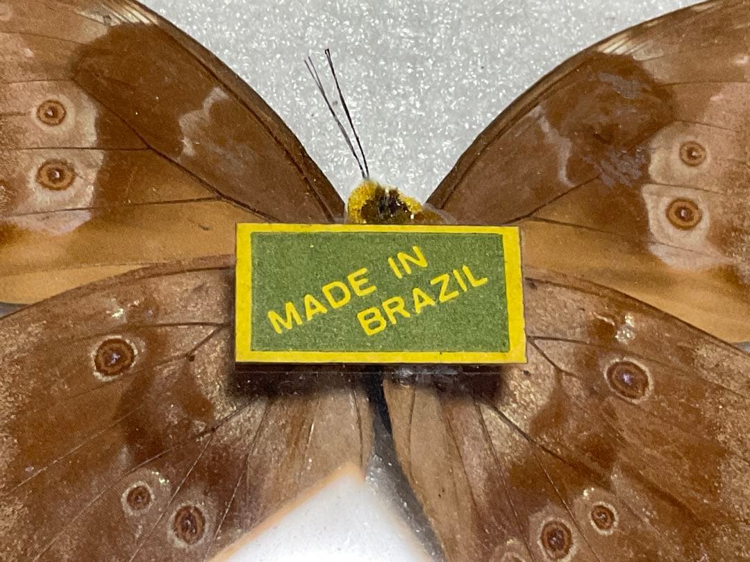 モルフォ蝶の標本盾／ブラジルのお土産。【ガラス製　MADE IN BRAZL】。