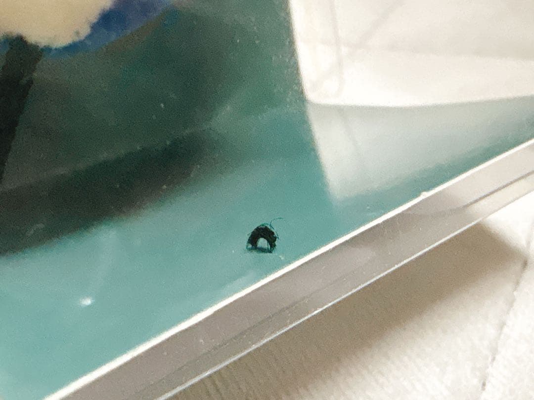 Eve ぼにぼに キーホルダー 2個