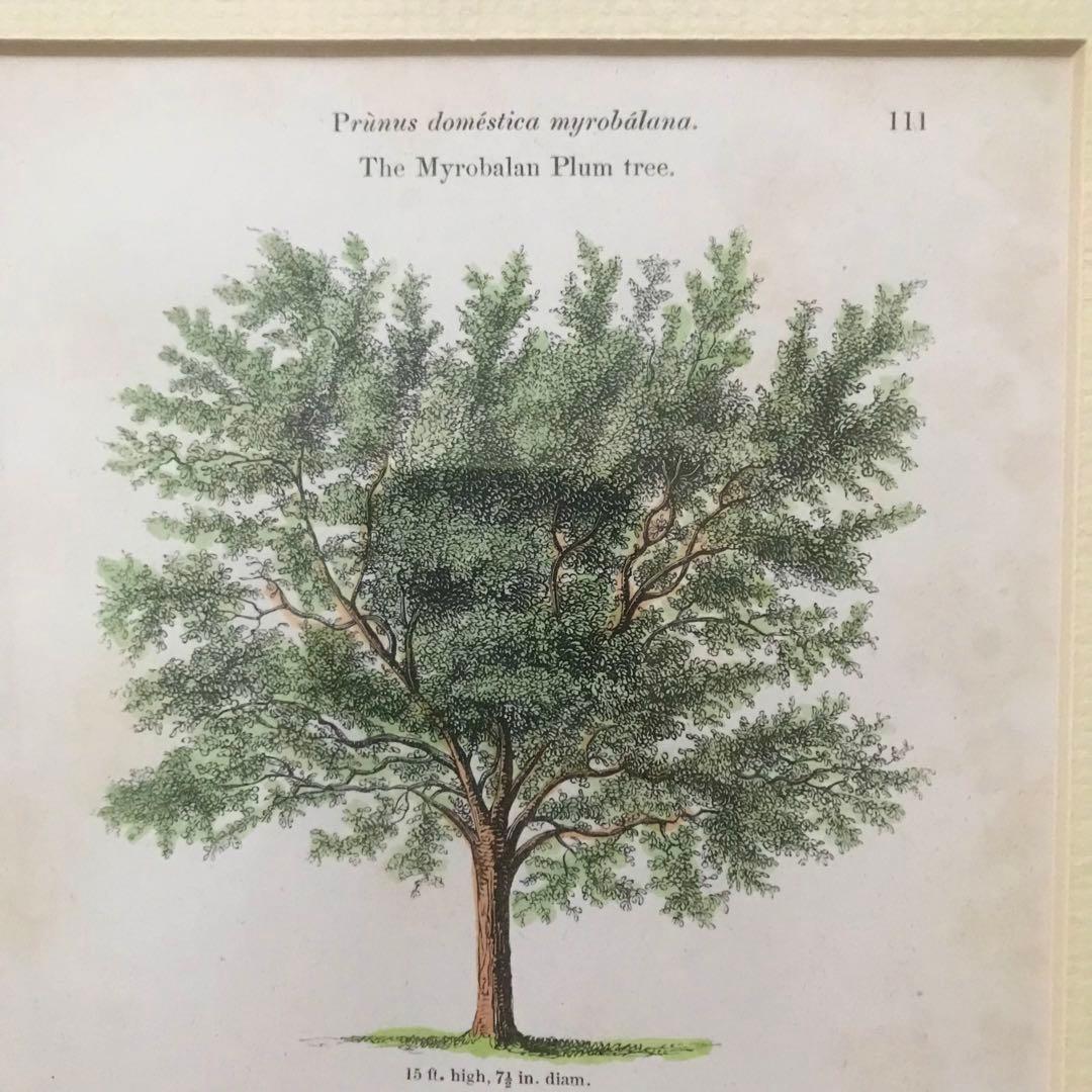 アンティーク　ボタニカルアート　イギリス