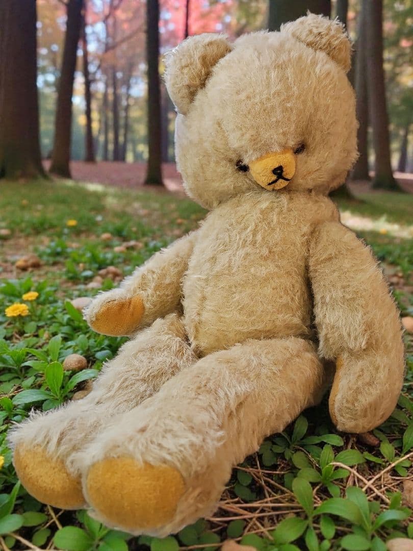 レア☆ DDRベア ベビーフェイスが可愛い大きな子 ʕ•ᴥ•ʔ