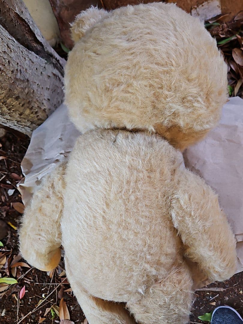 レア☆ DDRベア ベビーフェイスが可愛い大きな子 ʕ•ᴥ•ʔ