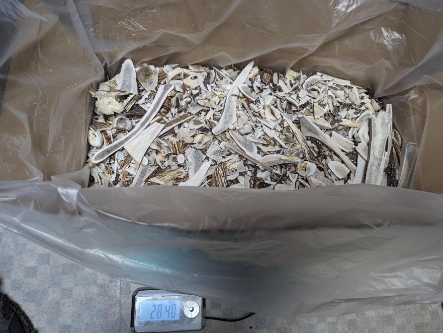 北海道産シカ角おやつ 28kg