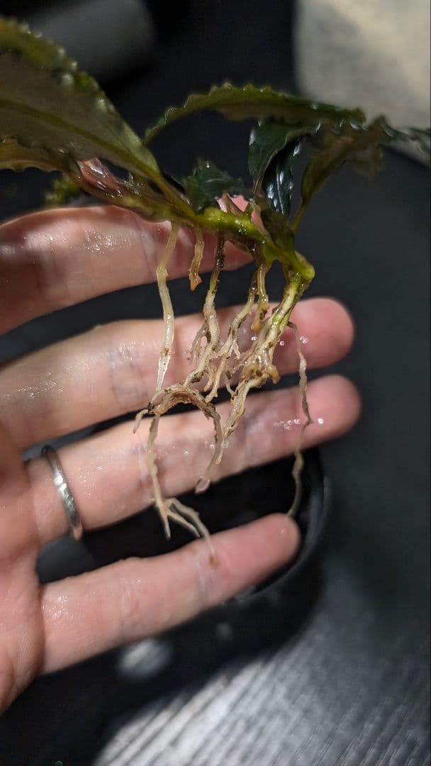 水草 Bucephalandra cv.\"AL-Hyb.018\"